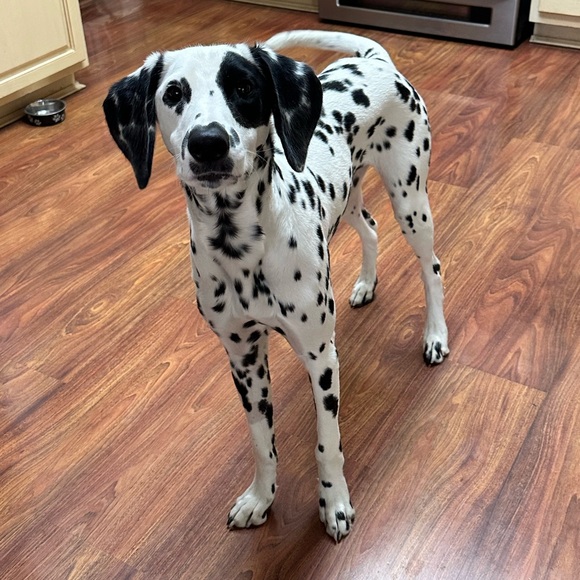 Meet your seller!!! - Picture 16 of 16